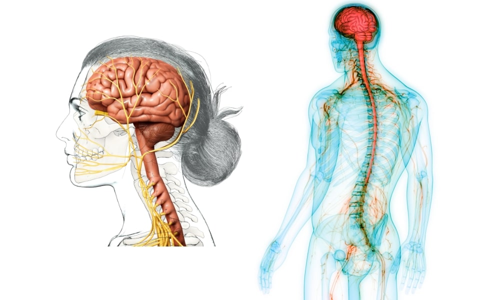 脳と腰痛の関係